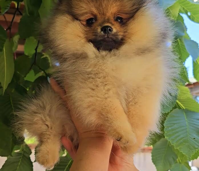 Pomeranac, prelepi Boo štenci