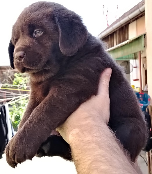 Čokoladni štenci labrador retrivera