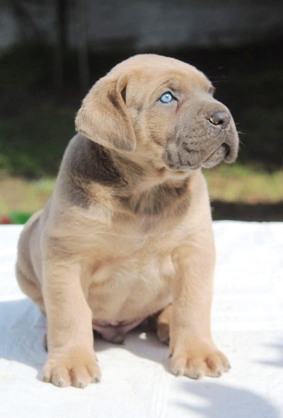 Cane Corso štenci