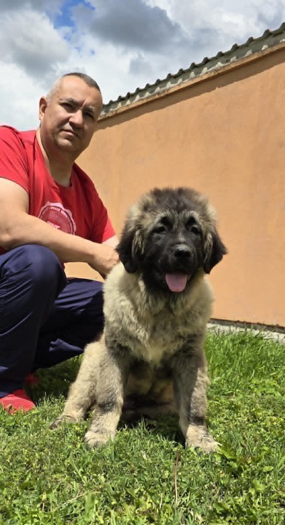 Kavkaski ovčar štenci