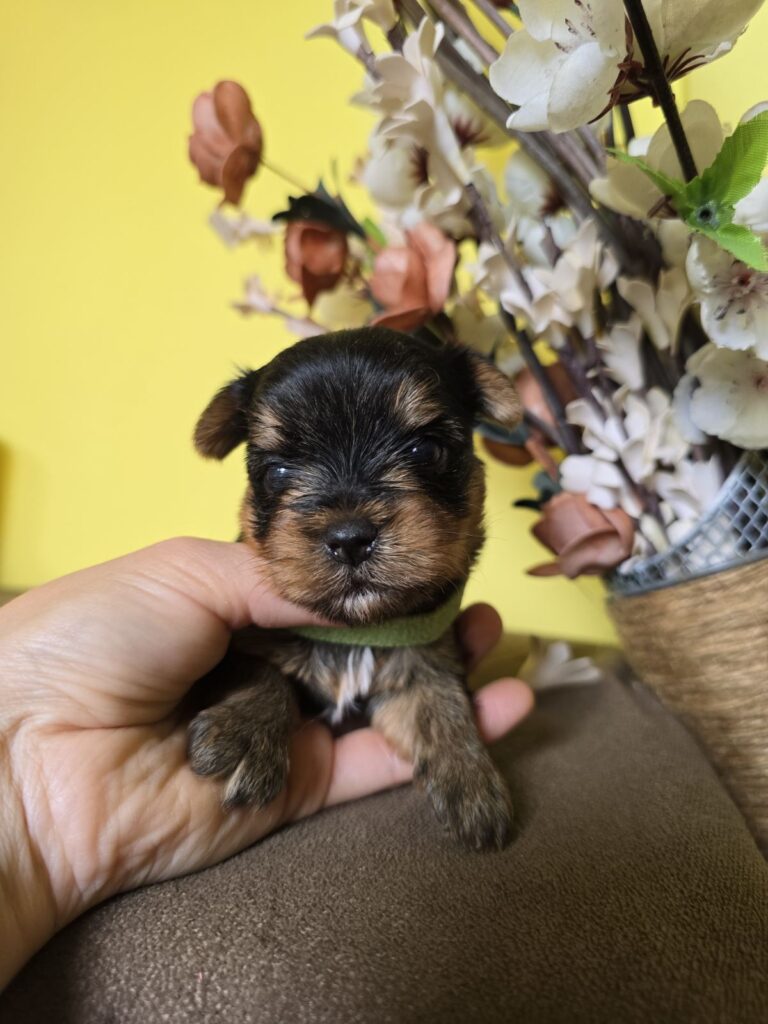 MINI Jorkširski terijeri, Jorki štenci