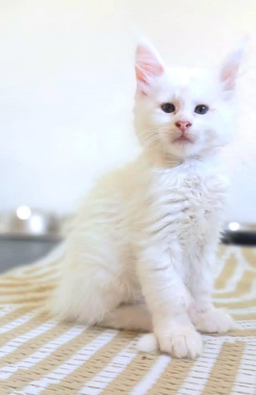 Maine Coon mačići