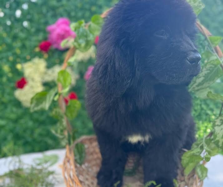 Ženke njufaundlenda