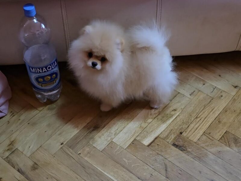 Pomeranac, prelepi Boo štenci