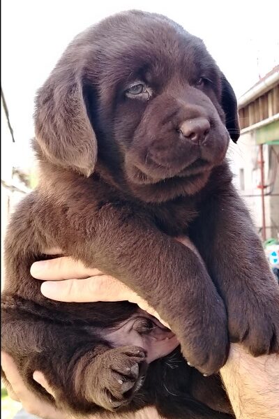 Čokoladni štenci labrador retrivera