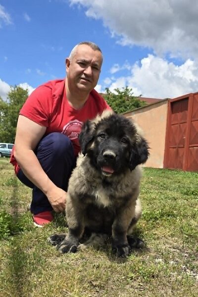 Kavkaski ovčar štenci