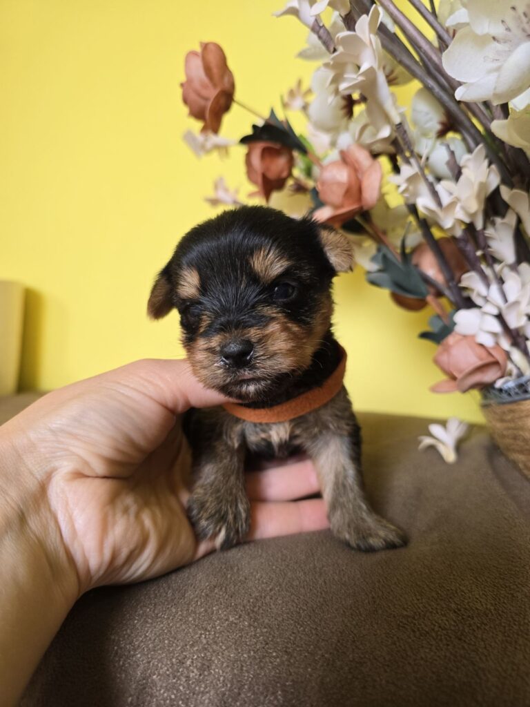 MINI Jorkširski terijeri, Jorki štenci
