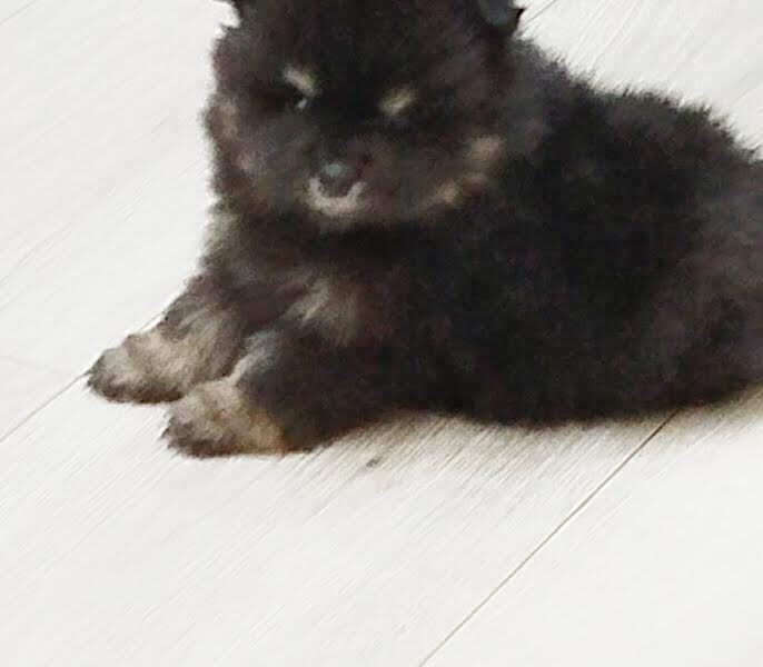 Prelepi Boo medvedici