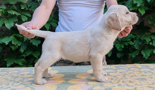 Štenci LABRADOR retrivera