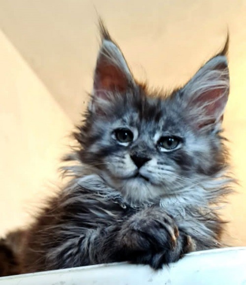 Maine Coon mačići