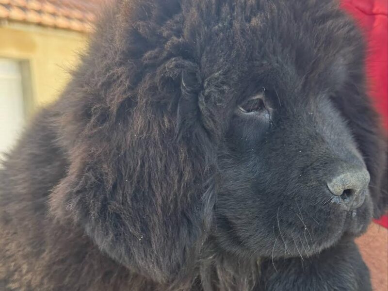 Ženke njufaundlenda