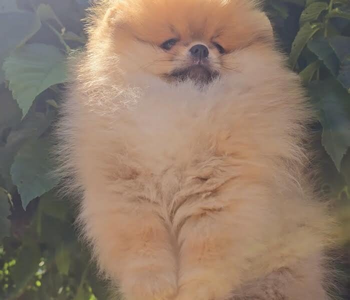 Pomeranac, prelepi Boo štenci