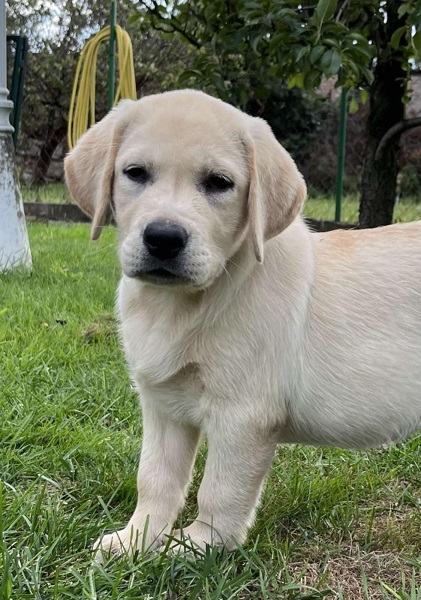 Labrador retriver ženkice