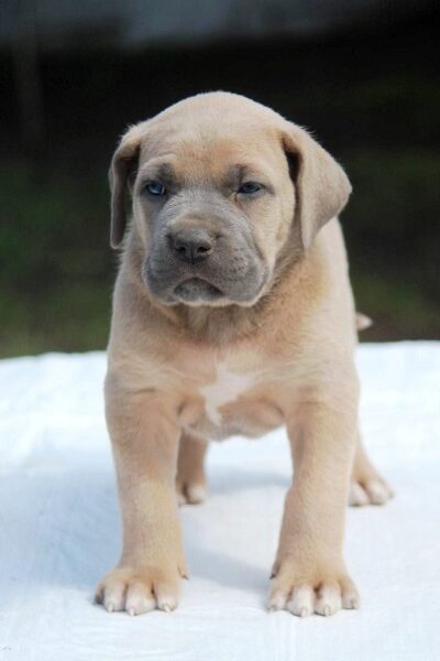 Cane Corso štenci