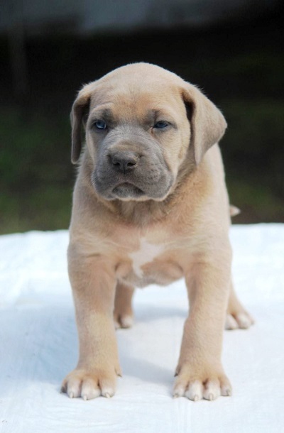 Cane Corso štenci