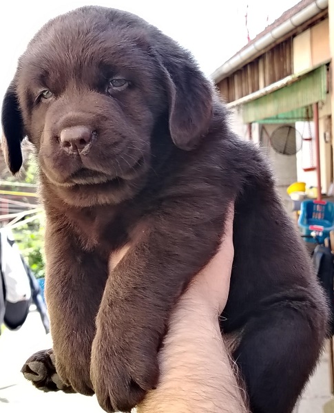 Čokoladni štenci labrador retrivera