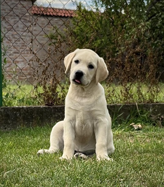 Labrador retriver ženkice