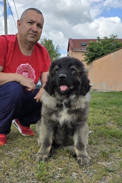 Kavkaski ovčar štenci