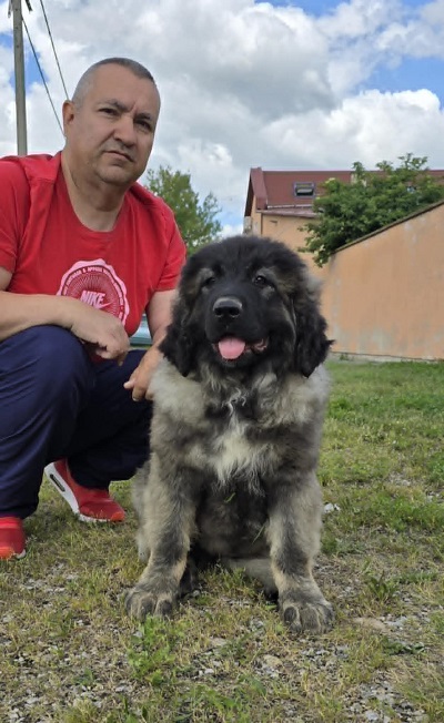 Kavkaski ovčar štenci