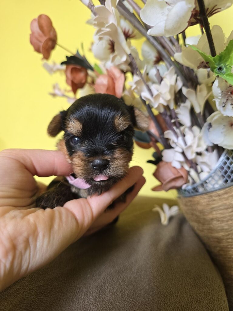 MINI Jorkširski terijeri, Jorki štenci