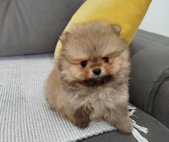 Prelepi Boo medvedici