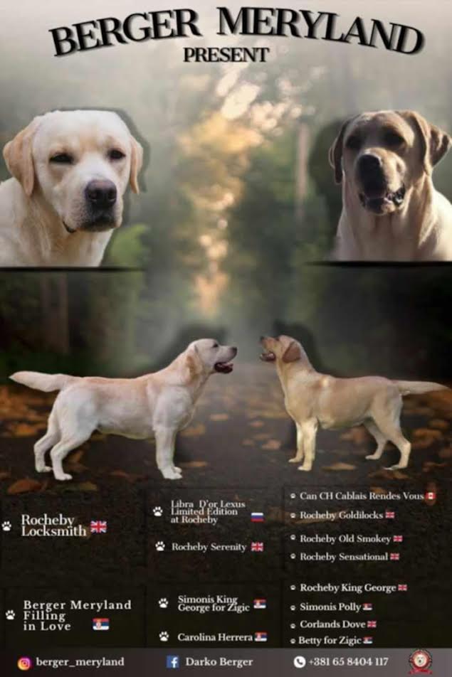 Štenci LABRADOR retrivera