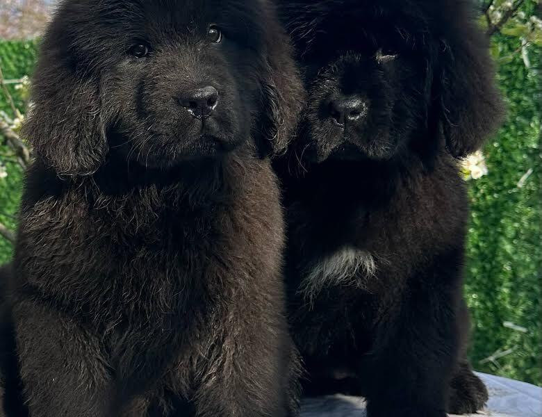 Ženke njufaundlenda