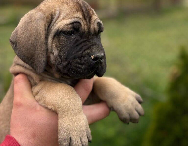 Cane Corso Kane Korso TOP KVALITET