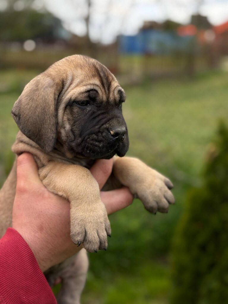 Cane Corso Kane Korso TOP KVALITET