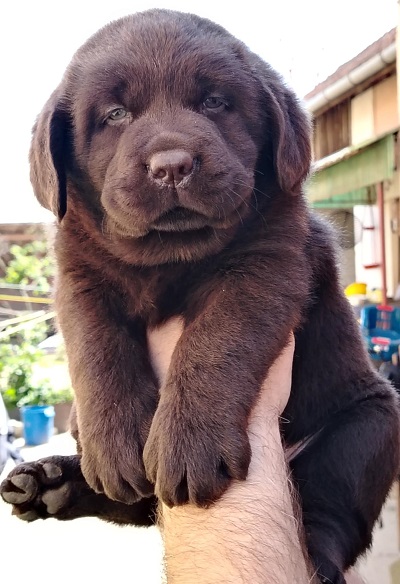 Čokoladni štenci labrador retrivera