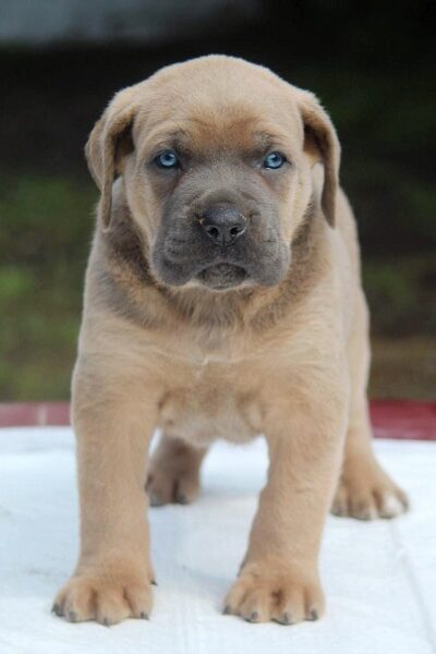 Cane Corso štenci