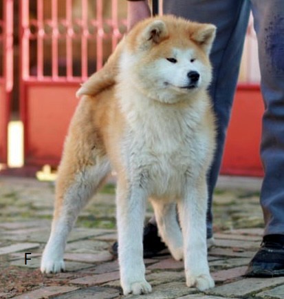Akita Inu