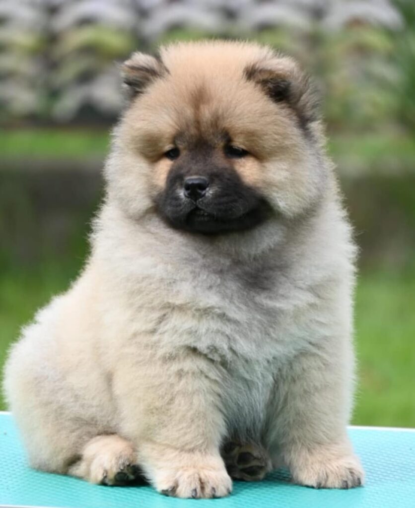 Chow Chow Cau Cau Čau Čau
