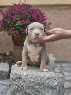 American Bully XL, Američki Buli štenci