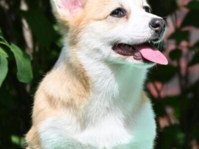 Velski korgi/Welsh Corgi Pembroke