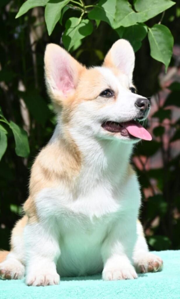 Velski korgi/Welsh Corgi Pembroke