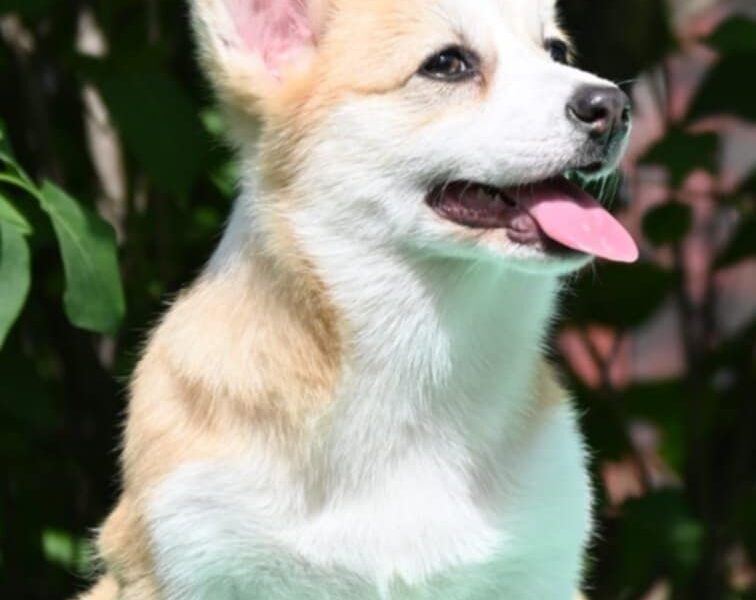 Velski korgi/Welsh Corgi Pembroke