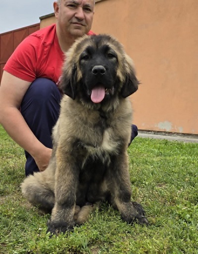 Kavkaski ovčar štenci