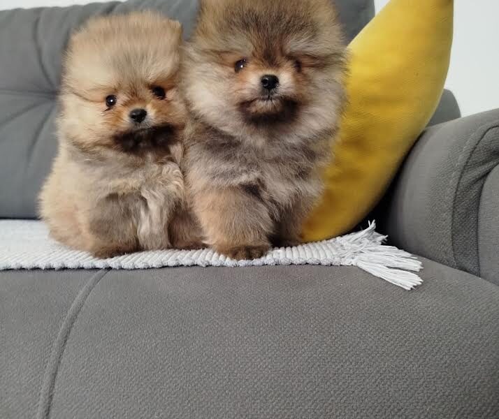 Prelepi Boo medvedici