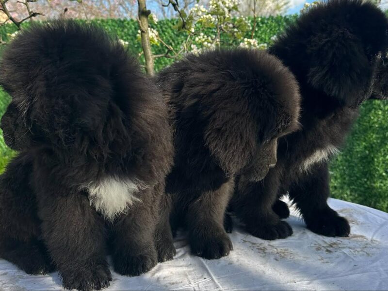 Ženke njufaundlenda