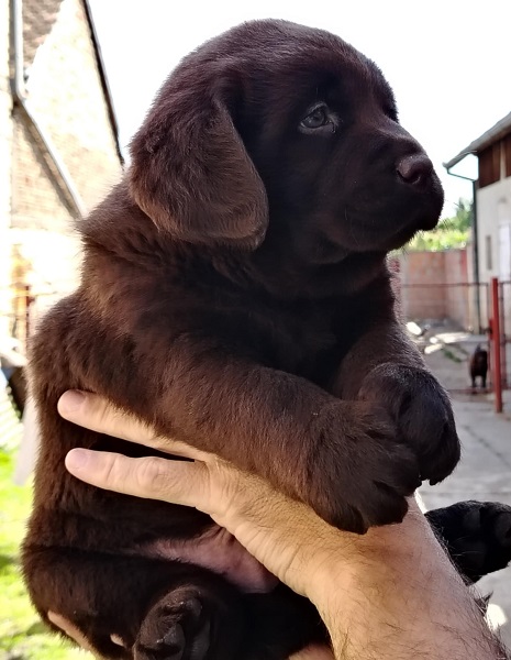 Čokoladni štenci labrador retrivera