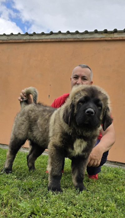 Kavkaski ovčar štenci