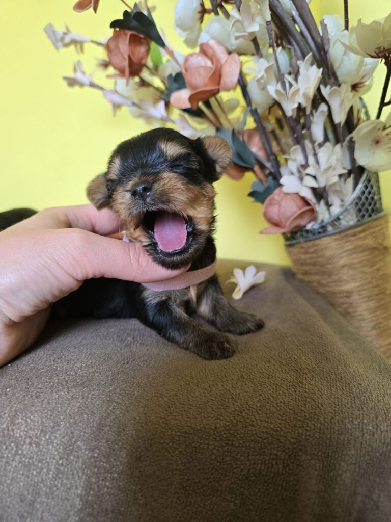 MINI Jorkširski terijeri, Jorki štenci
