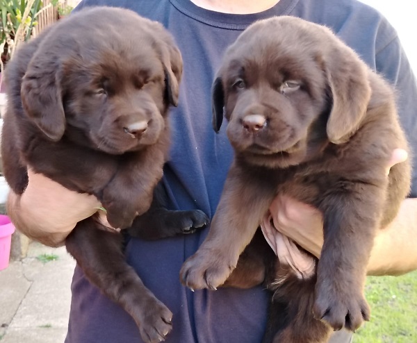 Čokoladni štenci labrador retrivera