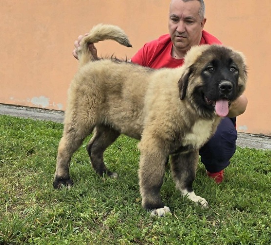 Kavkaski ovčar štenci