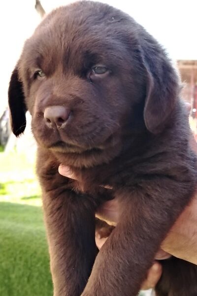 Čokoladni štenci labrador retrivera