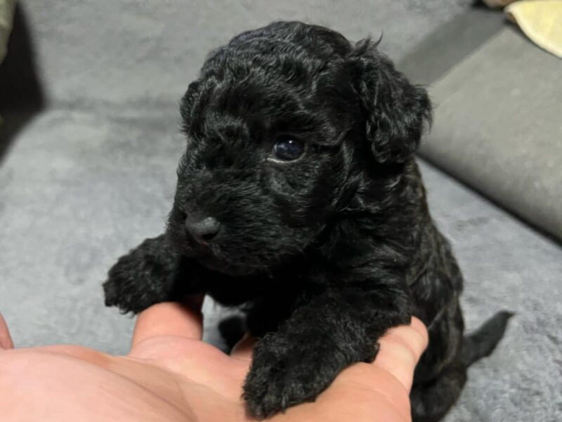 Mini Pudle prelepi štenci