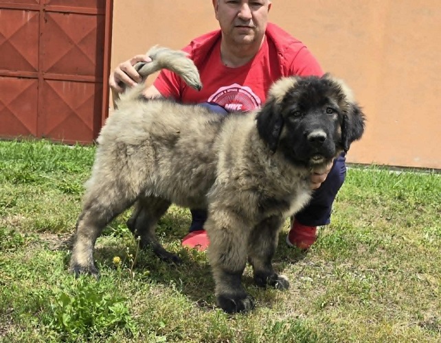 Kavkaski ovčar štenci