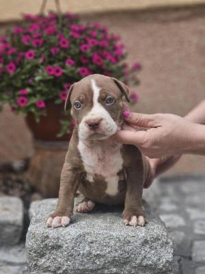 American Bully XL, Američki Buli štenci