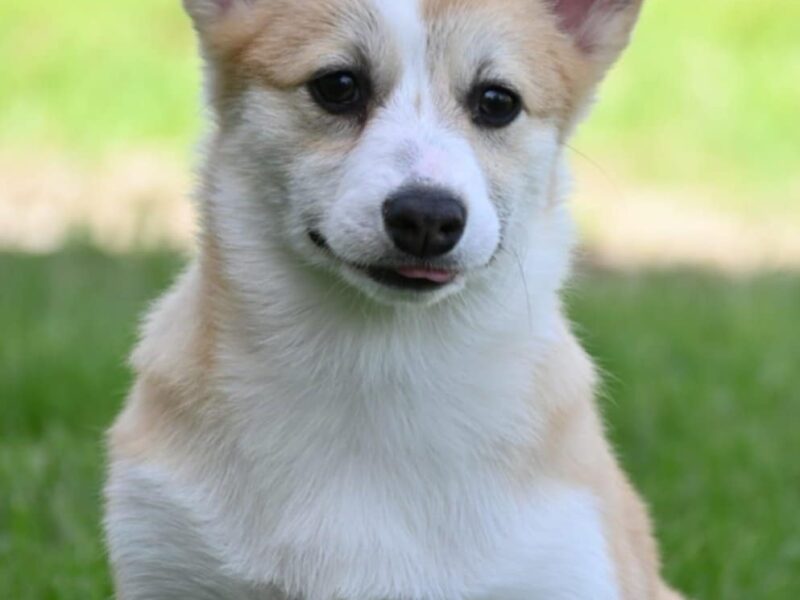 Velski korgi/Welsh Corgi Pembroke